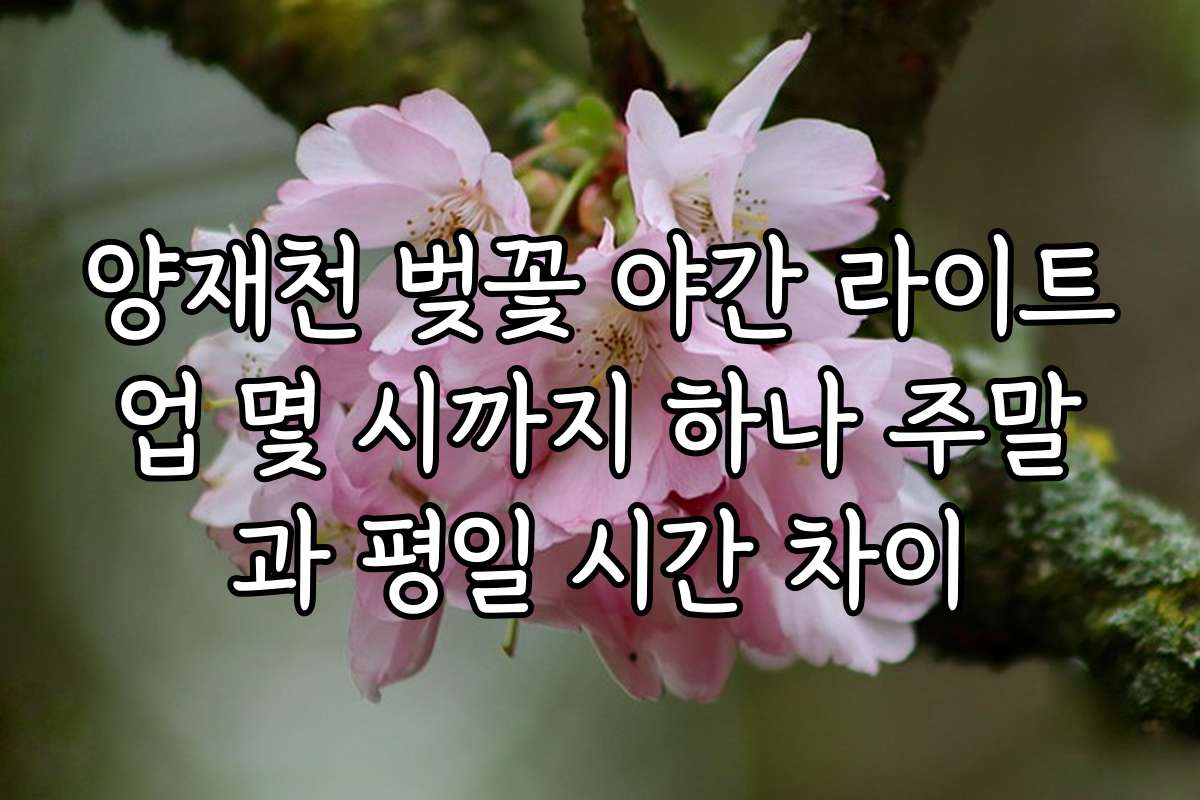 양재천 벚꽃 야간 라이트업 몇 시까지 하나 주말과 평일 시간 차이
